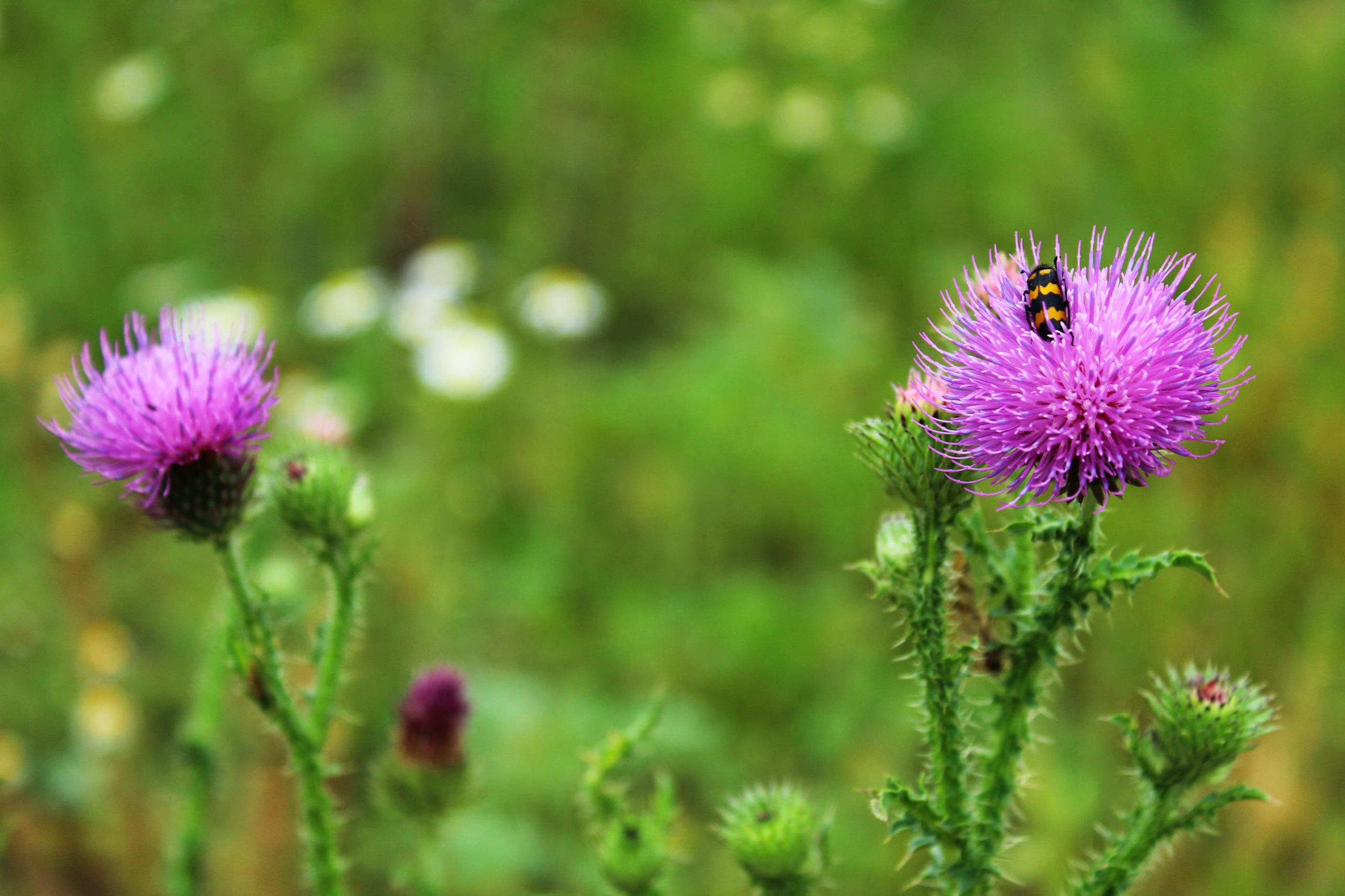 Milk thistle for PCOS: yay or nay? | PCOS Treatments